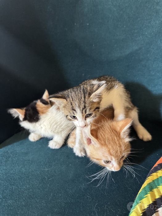 Котята отдам даром