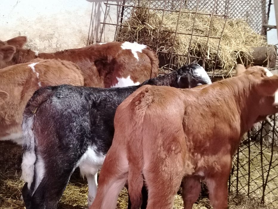 Taurasi baltati și belgieni