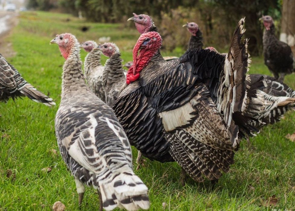 Продам домашних подрощенных индюшат