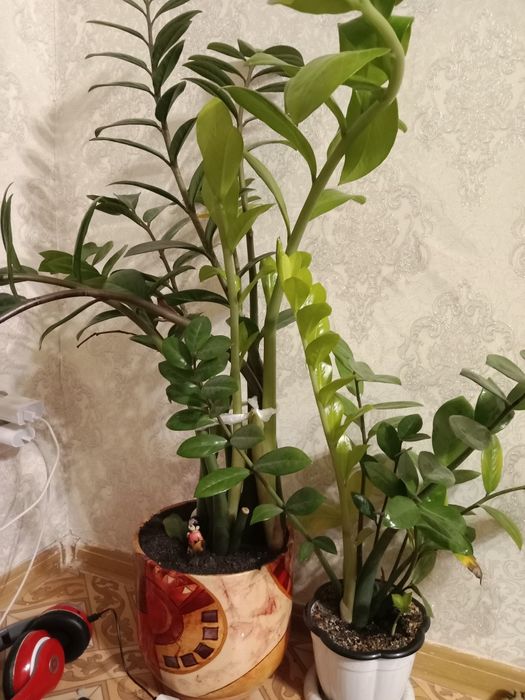 Комнатные цветы, цветы для дома