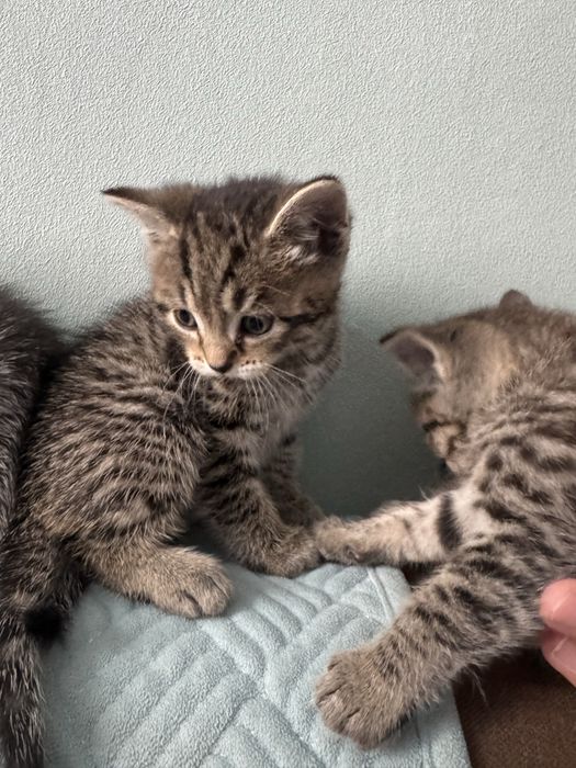 Котята породистые