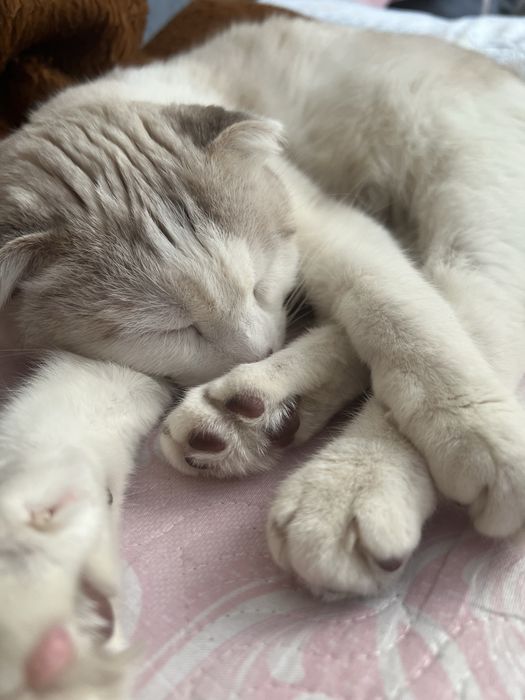 Ласковая кошка ищет себя хозяина