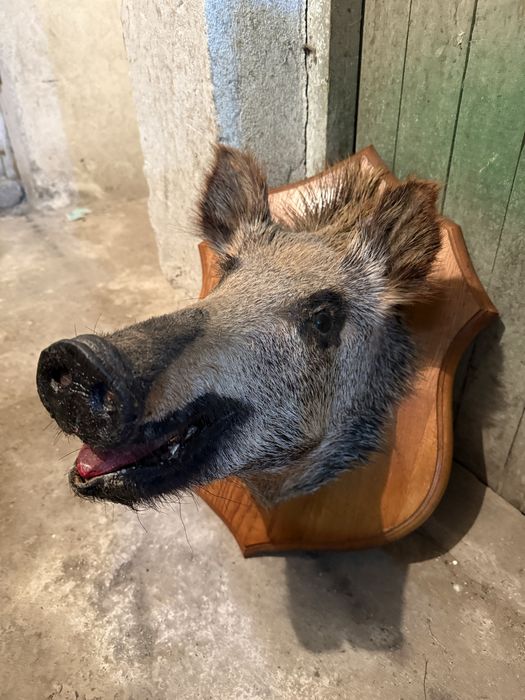 Продавам препарирано диво прасе