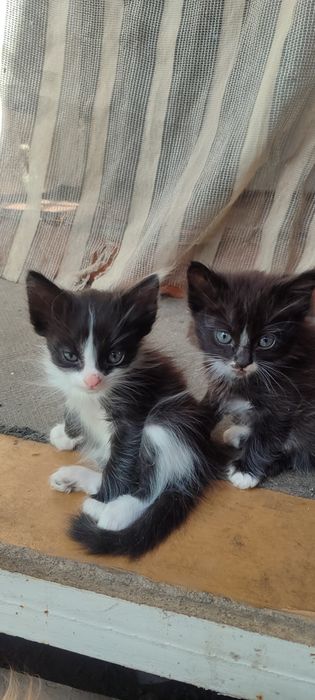 Отдам котят в хорошие ручки