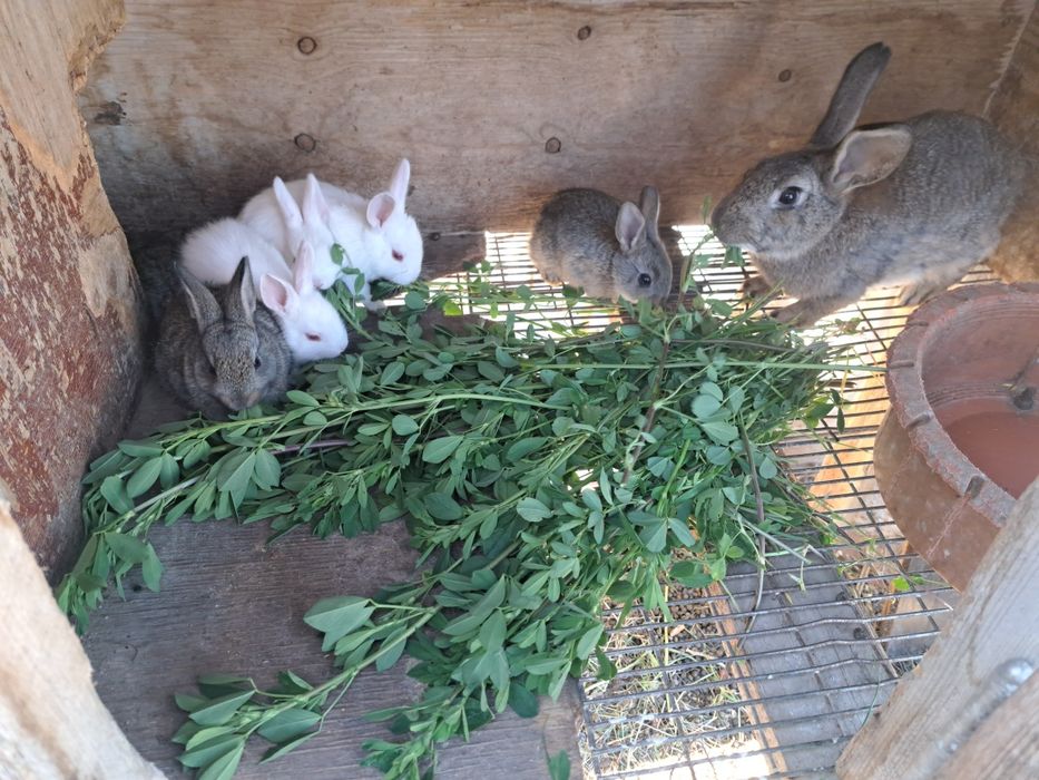 Кролики домашние животные