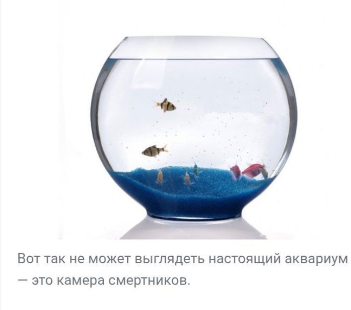 Продам анубиас на-на