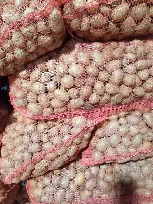 Cartofi de samanta si animale - Dambovita