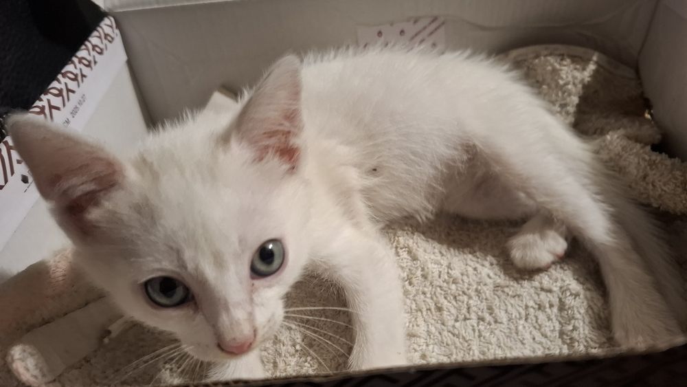 котенок мальчик белый маленький