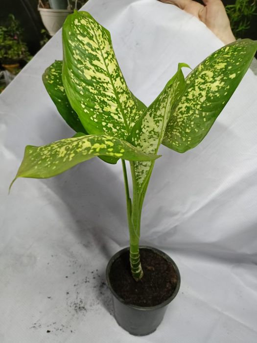 Продам цветы комнатные