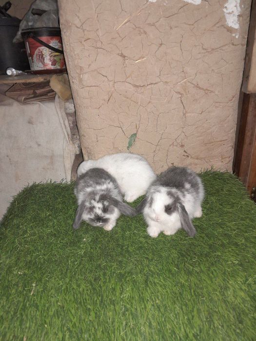 Karlik baran quyonchalar