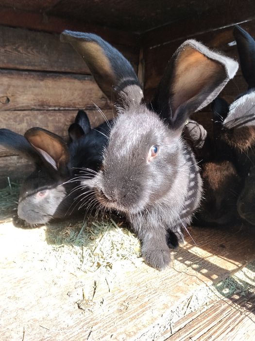 Кролята стракочи