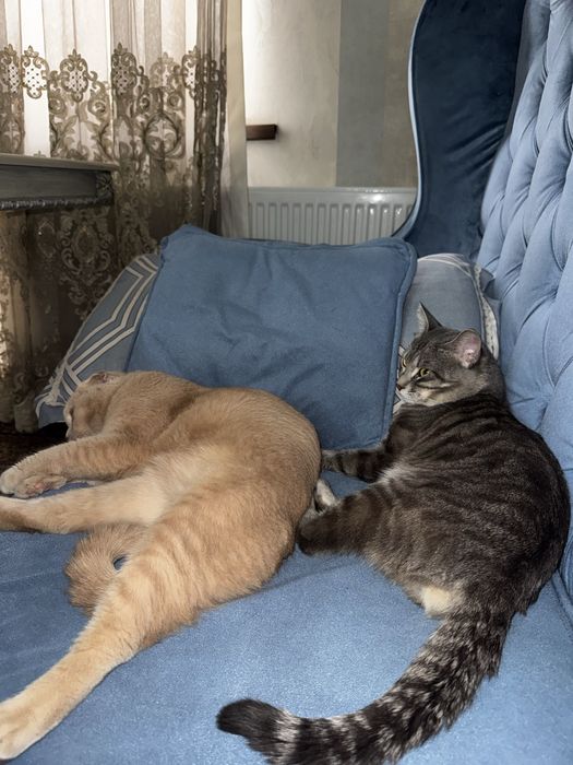 Mushuk berib yuboriladi