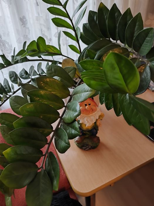 Продам замиакулькас
