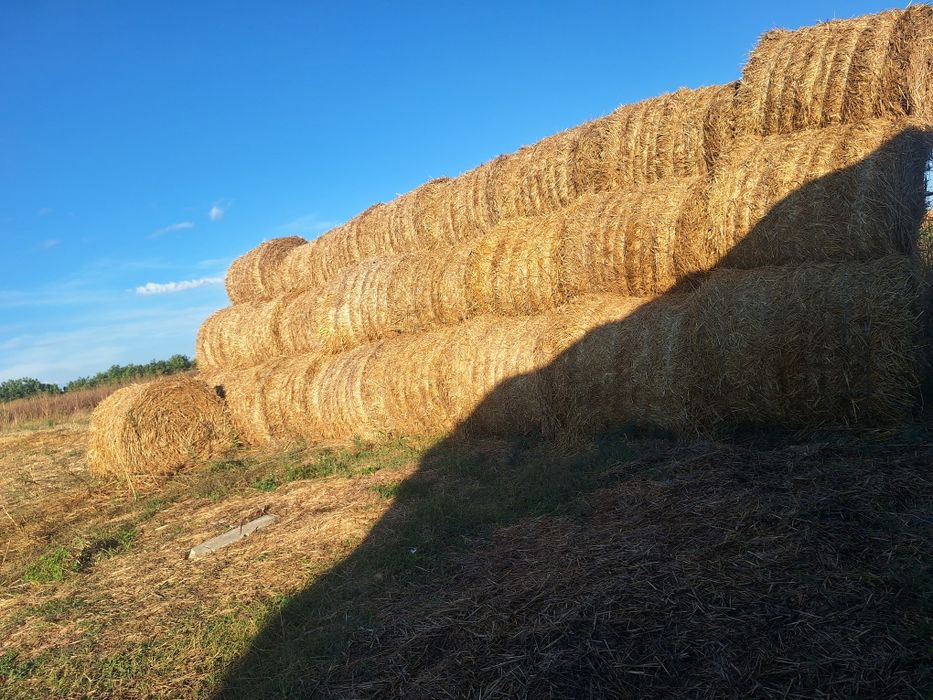 Coceni si paie   de vanzare