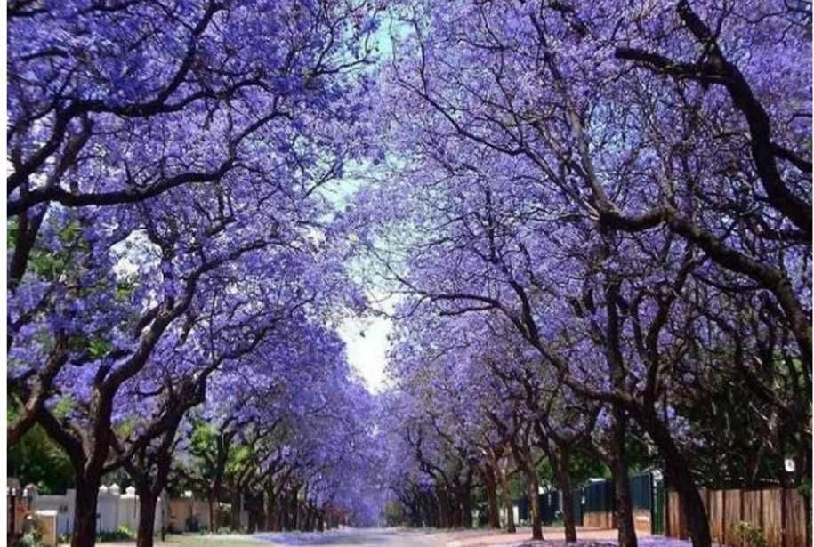 500 семена за Царска пауловния