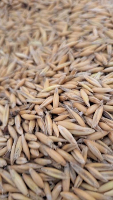 Овес оптом и в розницу