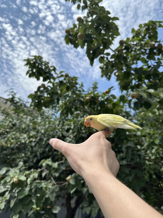 Продам идеально ручного попугая неразлучника