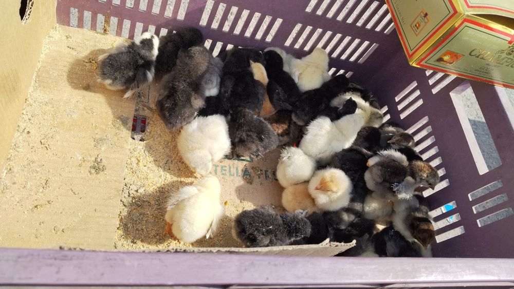 Цыплята домашние