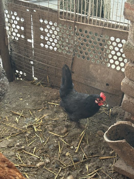 Vand gaina + cocos pitici tinerii