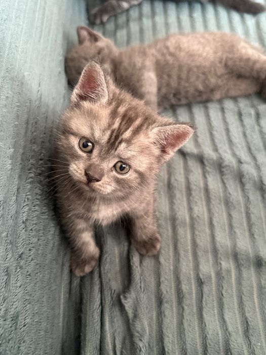 продаются два шотландских котенка