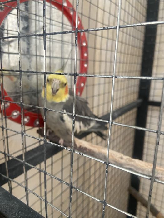 Попугай Корелла с клеткой