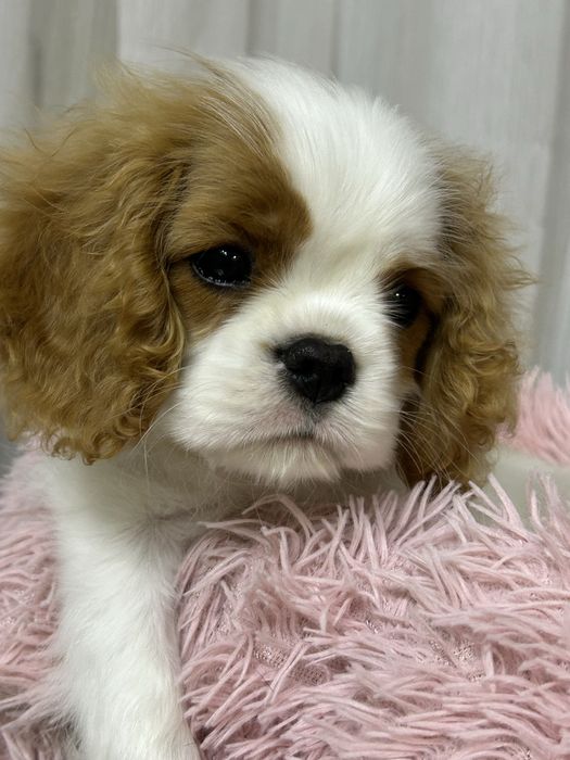 Кавалер кинг чарльз спаниель