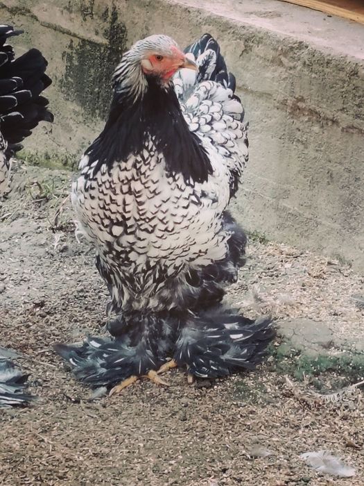 assalamu alekum andijonda tochkalik tomniy puxlar jojalari sotiladi