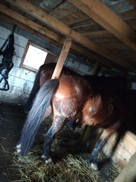 Cal și iapa de vânzare la pereche