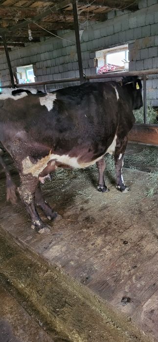 Сиыр бузау,корова