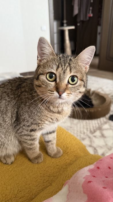 Кошечка в добрые руки