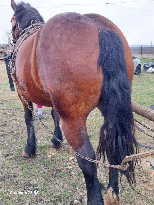 Iapă de 4 ani de vînzare