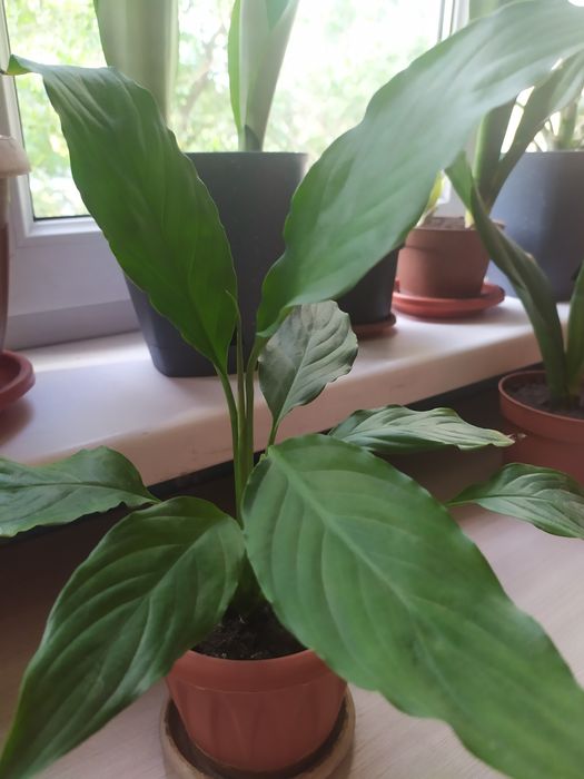 Спатифиллум-женское счастье.