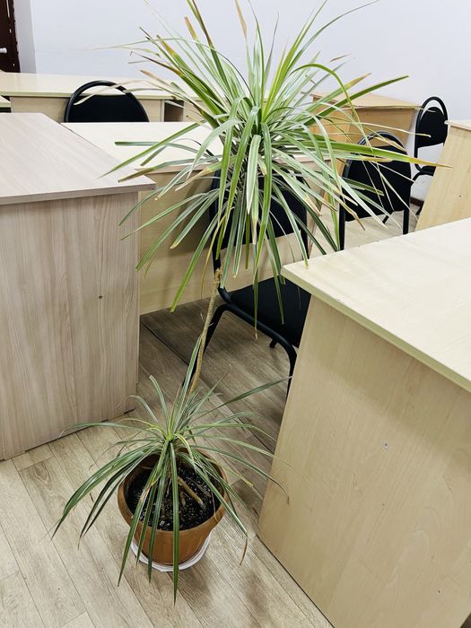 Продается цветы по 10-15тыс