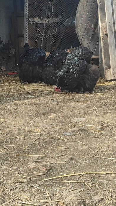 Cochinchina uriaș bobat