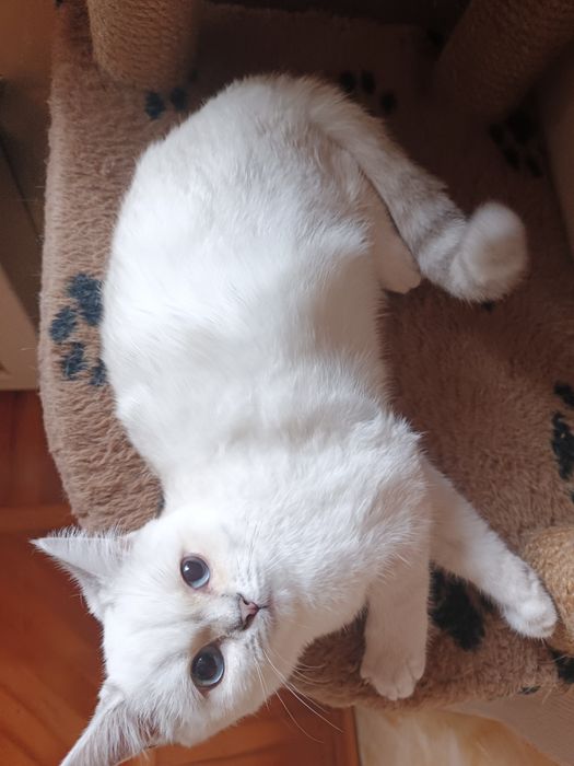 Котята шиншилла  , британцы