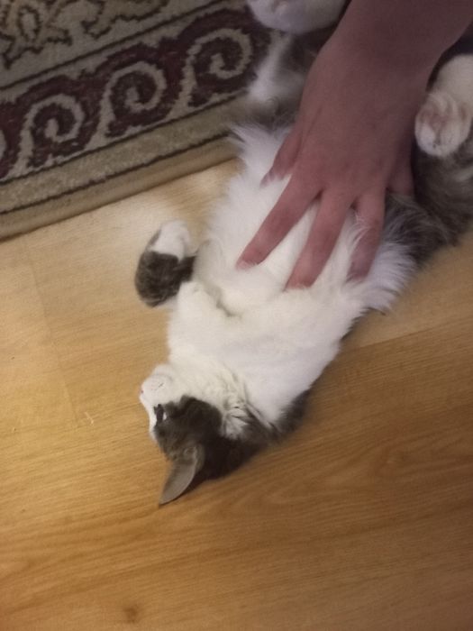 Отдам котенка в добрые руки!!!