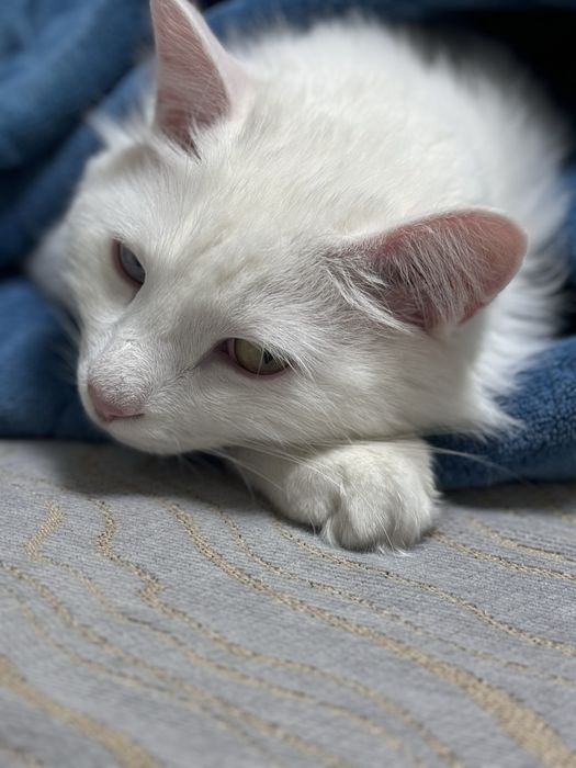 Отдам кота беспл