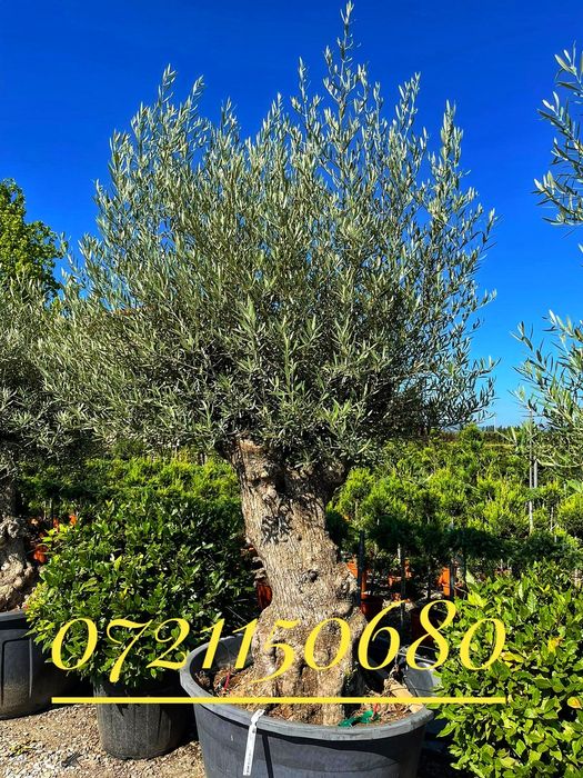 Maslini, palmieri, yucca, cactus, cycas, trachycarpus fortunei.