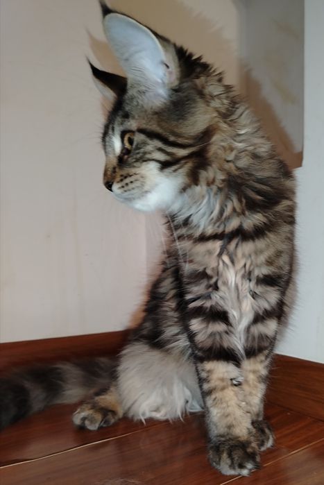 Fetița, rasa pura Maine Coon