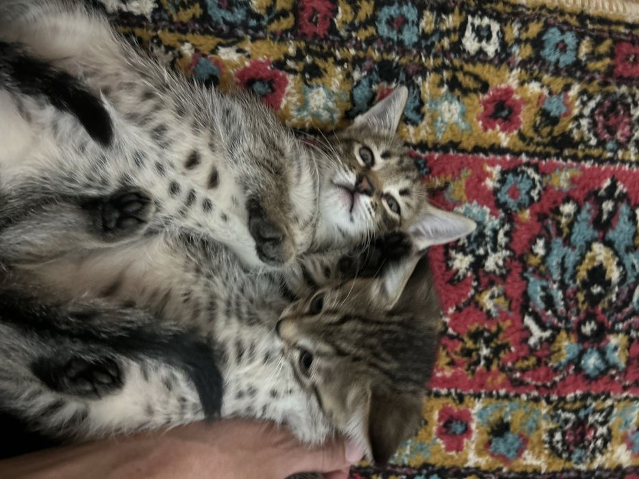 Продается котенки