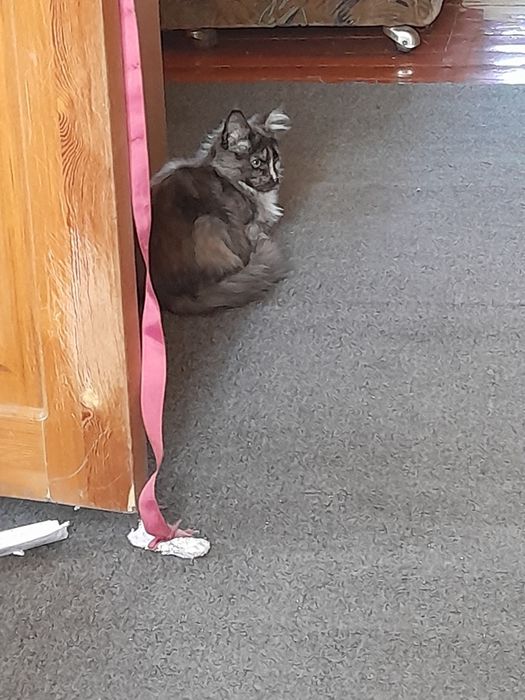 Продам  котенка.