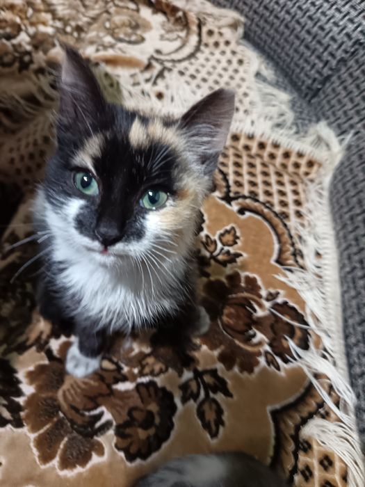 Продам котят (бронь)