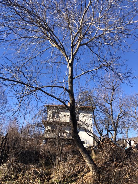 Орехово дърво голямо