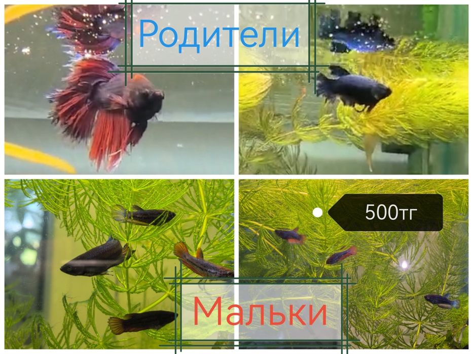 Мальки ПЕТУШКА  500тг