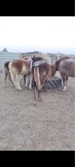 жеребята на выбор