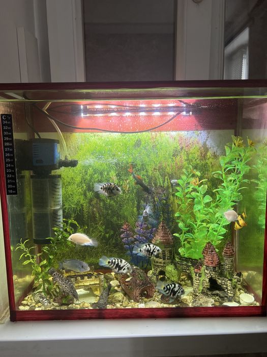 Аквариум 40 л вместе с рыбками