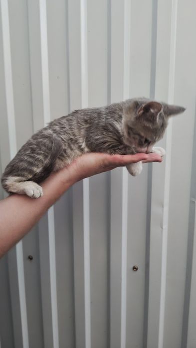 Отдам котёнка, мальчик