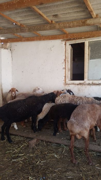 Семіз қойлар сатылады