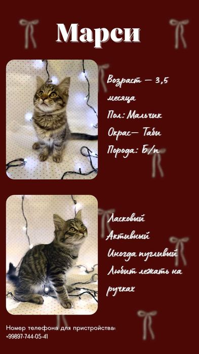 Ищу любящие руки маме кошке и 2м котятам