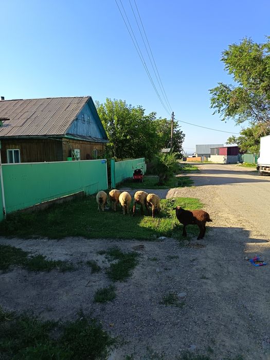 Продам баран. Звоните